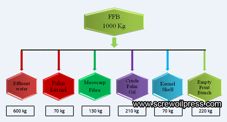 Processing of palm oil, palm kernel oil and fractionation process.